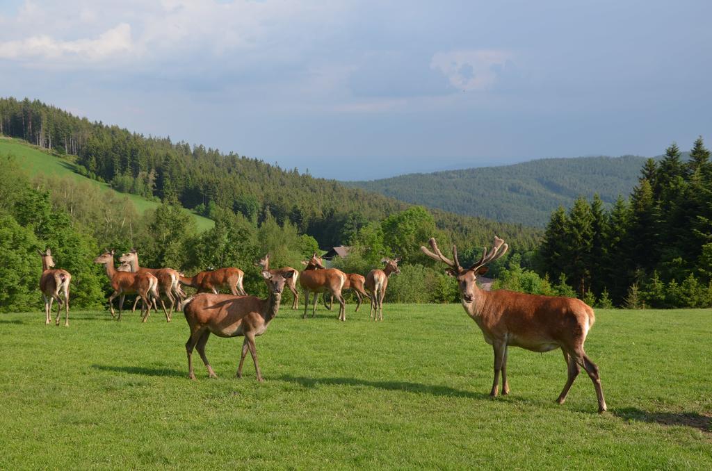 Wildwiesenhof Miesenbach  Екстериор снимка