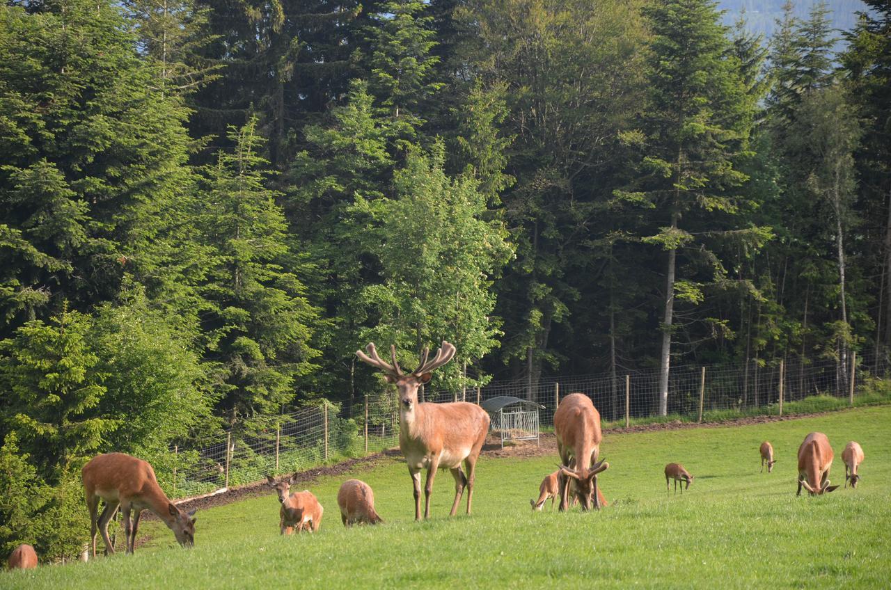 Wildwiesenhof Miesenbach  Екстериор снимка